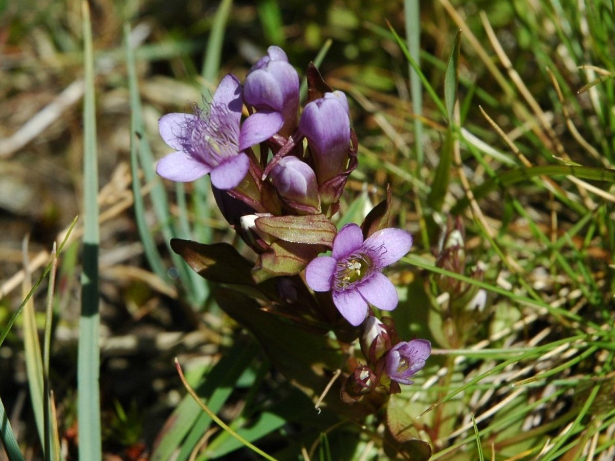 3 Gentianelle da determinare